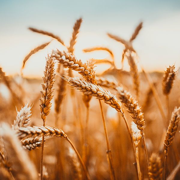 Nova projeção da safra de trigo para 2023